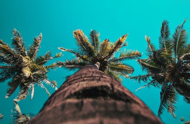 Palm Tree Services in Mesa