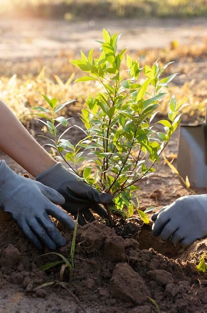 Tree planting in Mesa AZ