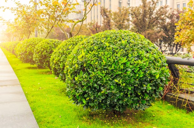 Tree planting professional tree installation by Paradise Landscape