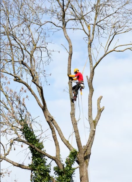 Tree services in Mesa