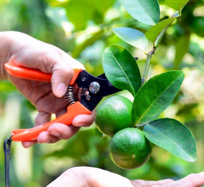 citrus tree