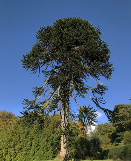 tree mature